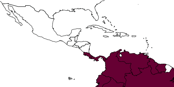 map of Pison chrysops     Menke, 1988